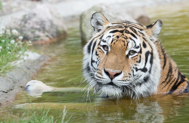 Wildpark Lüneburger Heide Wildpark Lüneburger Heide